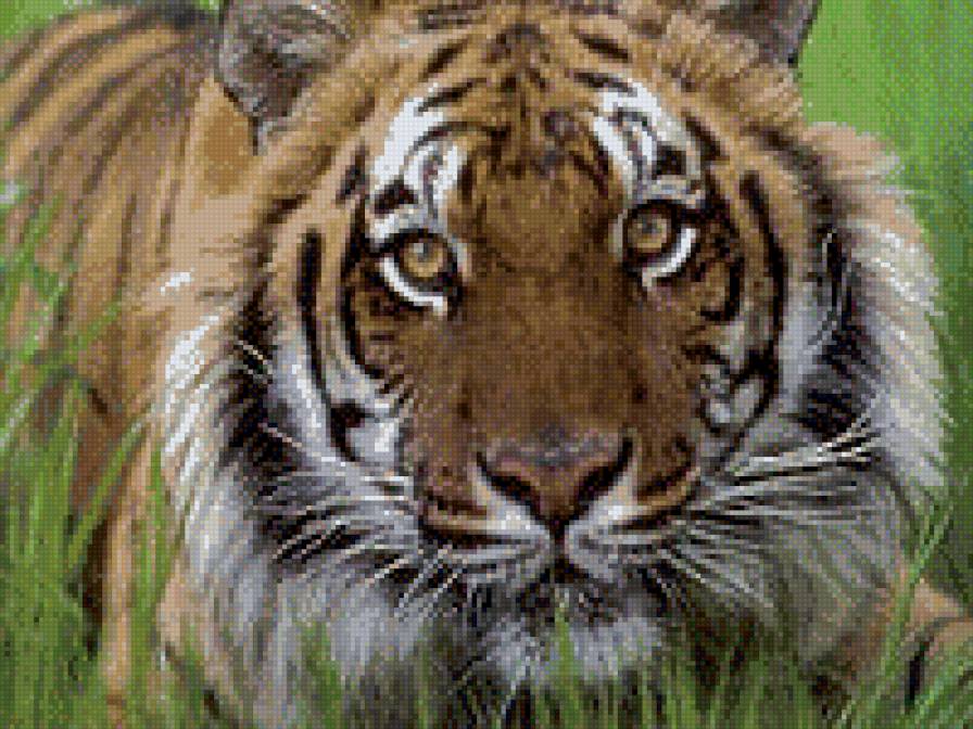 ангельский взгляд - тигры, животные - предпросмотр