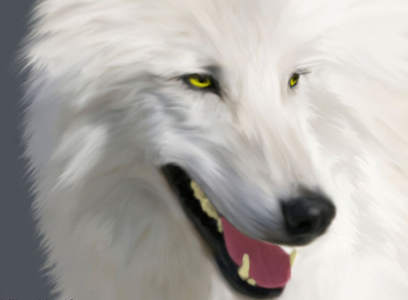 белый клык - волки, животные - оригинал