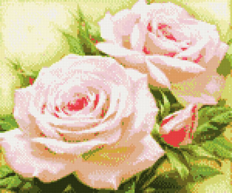 розовые розы - розы цветы - предпросмотр