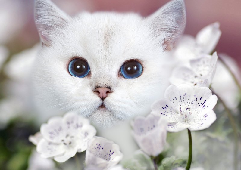 киска - животные - оригинал