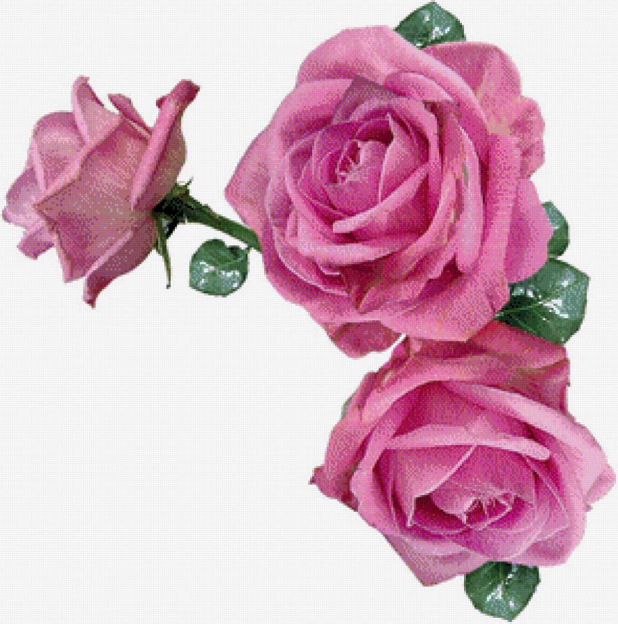 уголок розы - цветы, розы, подушки - предпросмотр