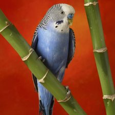 попугайчик