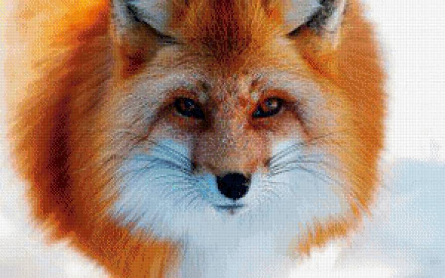 лис - животные - предпросмотр