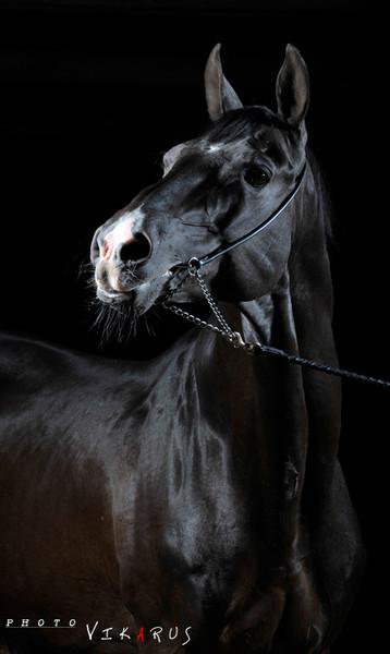 строптивость - мустанг, кони - оригинал