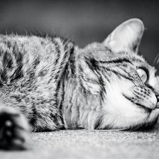 Схема вышивки «котенок»