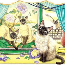 любопытство