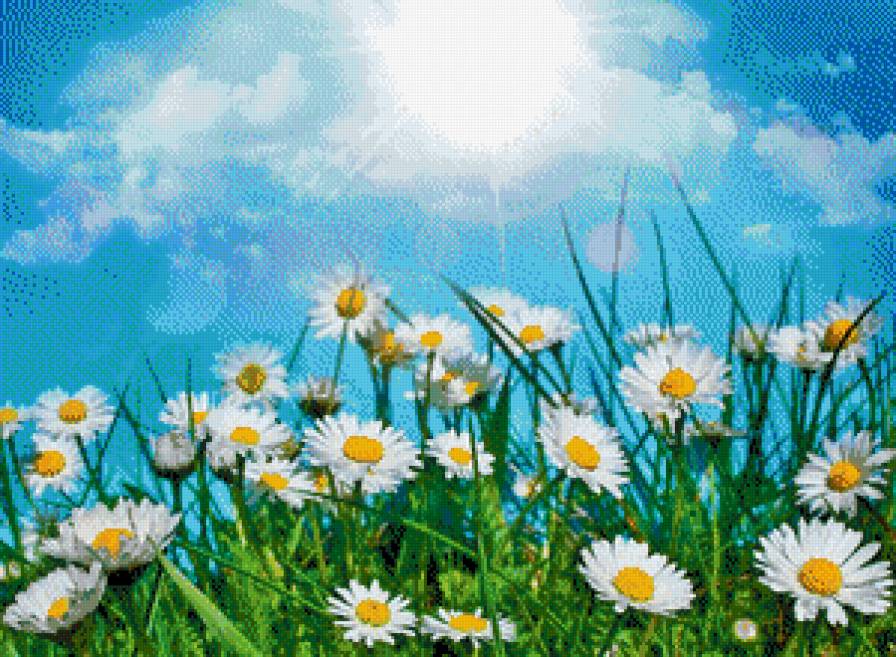 Ромашковое поле - предпросмотр
