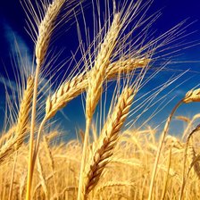 колосья пшеницы