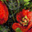 Предпросмотр схемы вышивки «маки» (№556545)