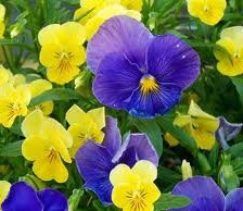 Схема вышивки «№556581»