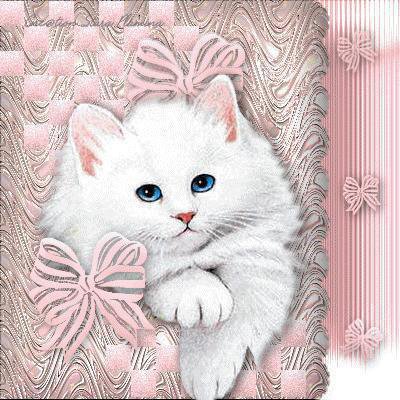 красавчик - котики - оригинал