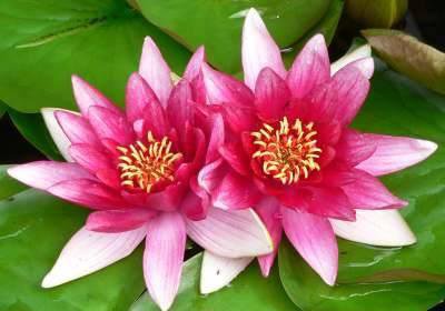 лилии - цветы - оригинал