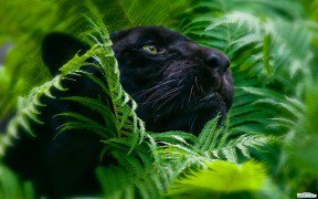 пантера - животные - оригинал