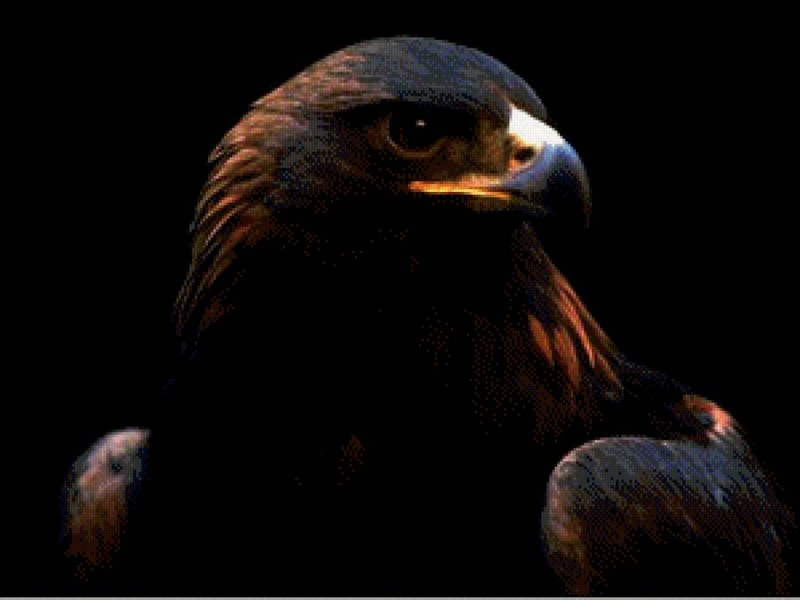 Сокол - птицы, сокол - предпросмотр