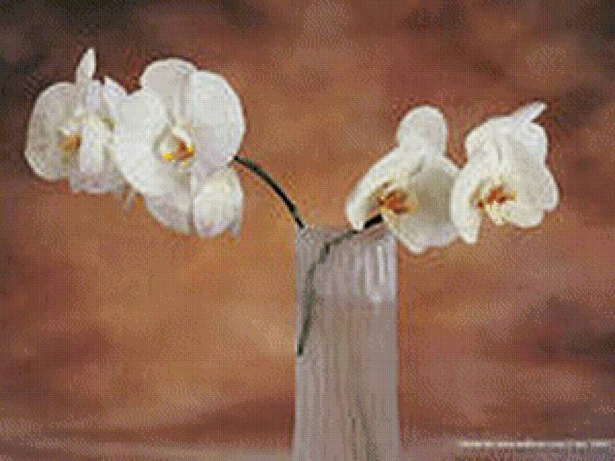№556785 - букет, цветы, орхидея, натюрморт - предпросмотр