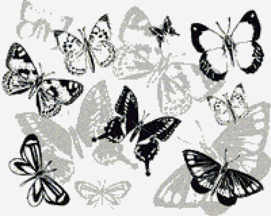 №556832 - бабочки, монохром - предпросмотр