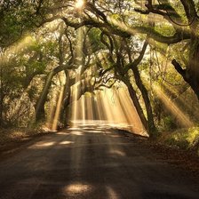 Схема вышивки «Про свет в чаще»