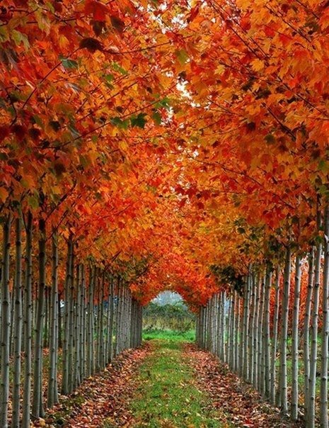 Осенняя тропа - оригинал