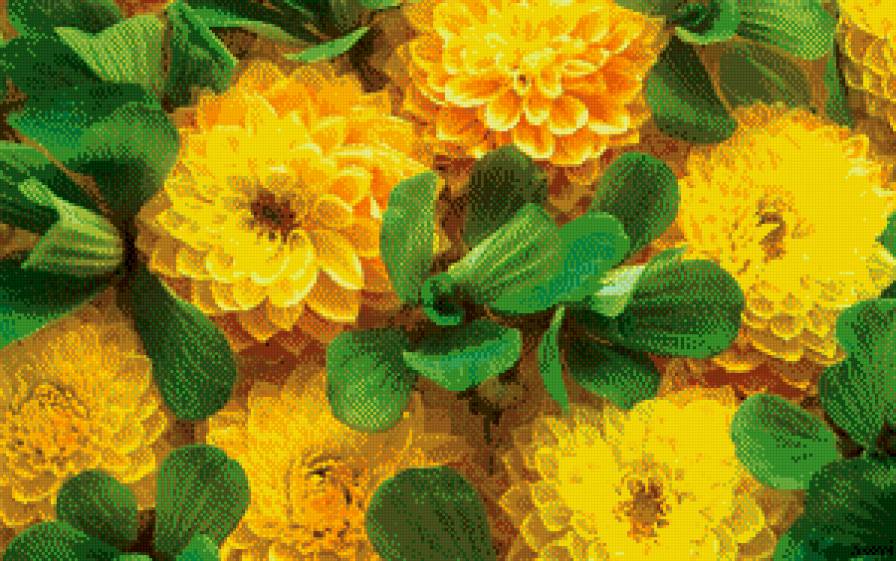 №557241 - цветы - предпросмотр