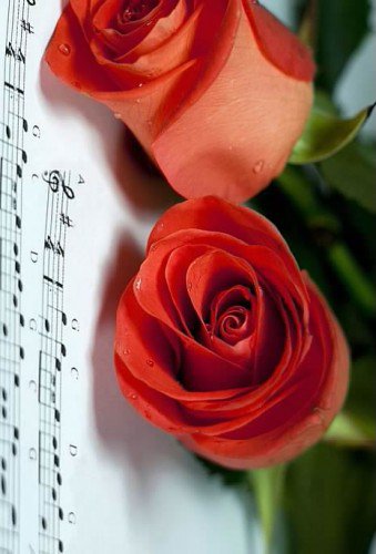 №557248 - розы - оригинал