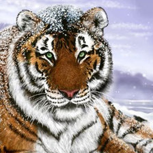 Оригинал схемы вышивки «тигр на снегу» (№557284)