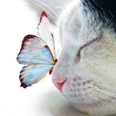 прелесть - кошка, бабочка - оригинал
