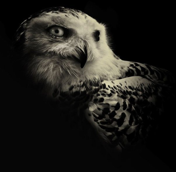 филин - монохром - оригинал