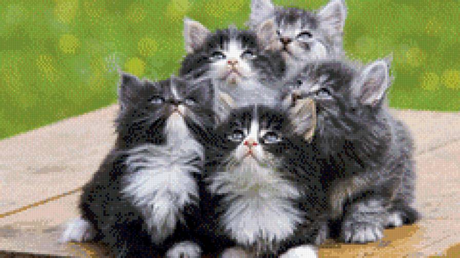 котята милашки - коти, животные - предпросмотр