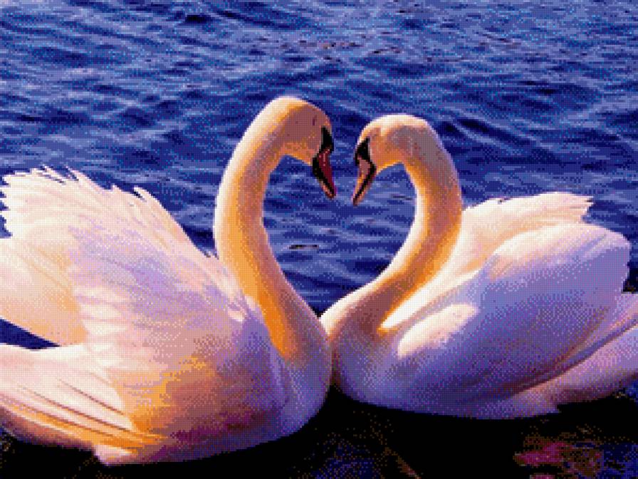 Лебеди - вода, лебеди, пейзаж, природа - предпросмотр