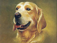 №558628 - животные, собаки - оригинал