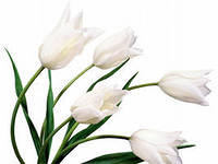 №558646 - цветы - оригинал