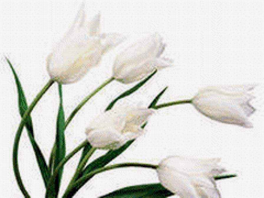 №558646 - цветы - предпросмотр