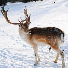 Схема вышивки «Олень»