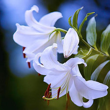 Схема вышивки «лилии»