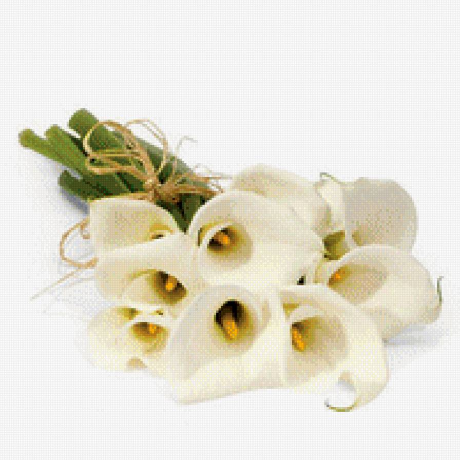 Каллы - цветы - предпросмотр