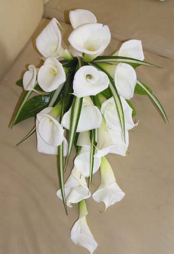 Каллы - цветы - оригинал