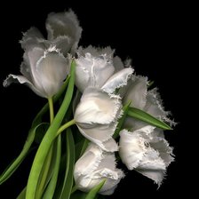 Схема вышивки «Белые тюльпаны.»