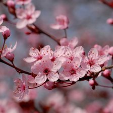 Схема вышивки «Весна»