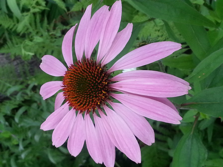 цветок рудбекия - цветы, природа, сад - оригинал