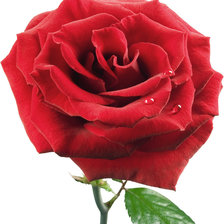 Схема вышивки «серия "розы"»