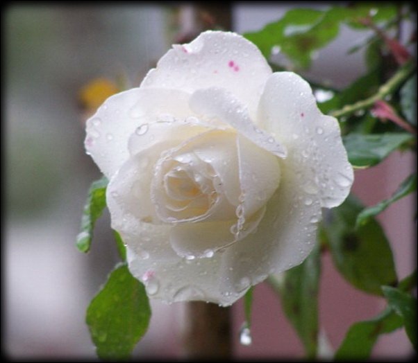 серия "розы" - цветы.розы - оригинал