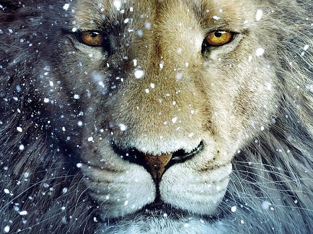 белый лев - лев, царь зверей, хищники, природа, дикие кошки, саванна, тигр - оригинал