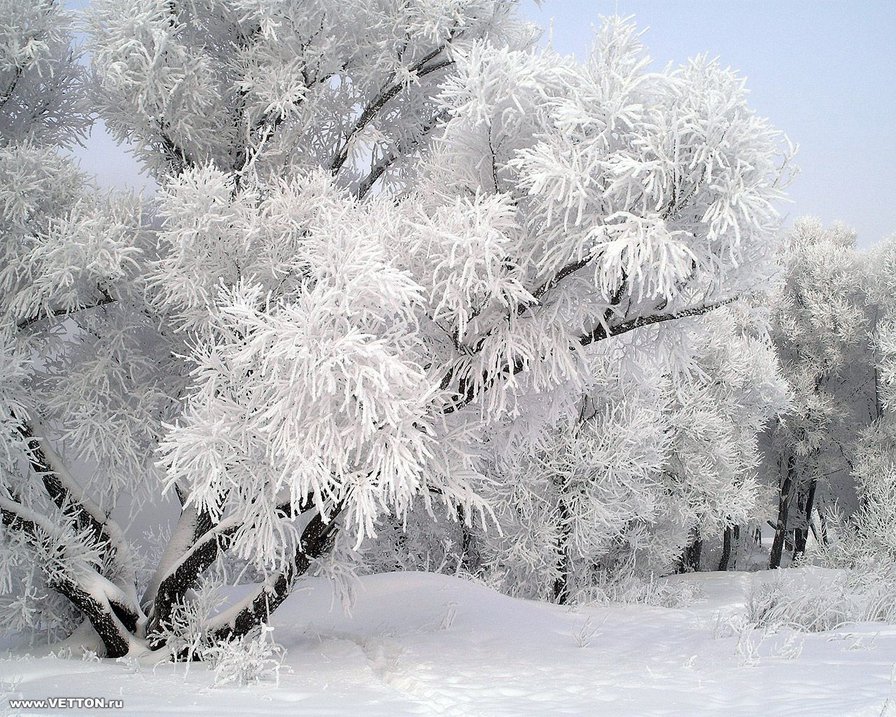 вербы зимой - сугроб, дерево, картина, зима, пейзаж, снег - оригинал