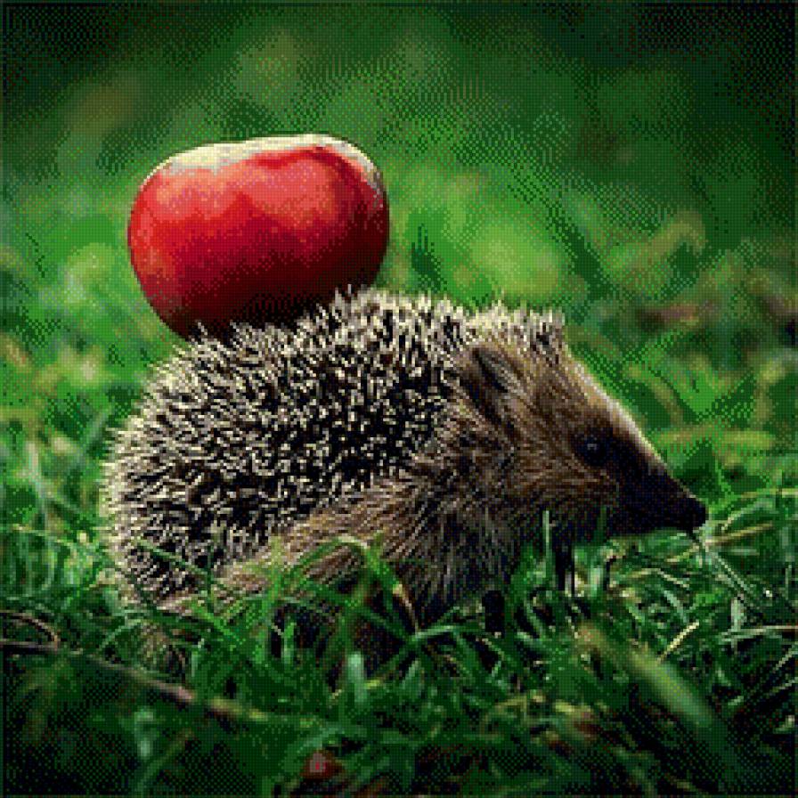 ёжик с яблоком - животные, природа, ежик, еж, картина, яблоко - предпросмотр