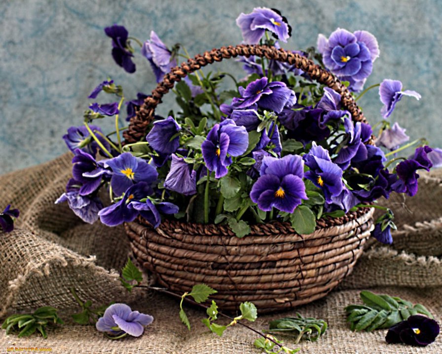 корзинка фиалок - анютины глазки, корзинка, букет, фиалки, цветы - оригинал