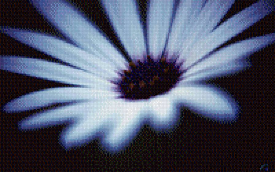 цветы - цветы - предпросмотр