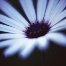 Схема вышивки «цветы»