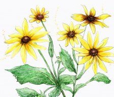 Схема вышивки «№560040»