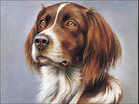 №560075 - собаки, животные - оригинал