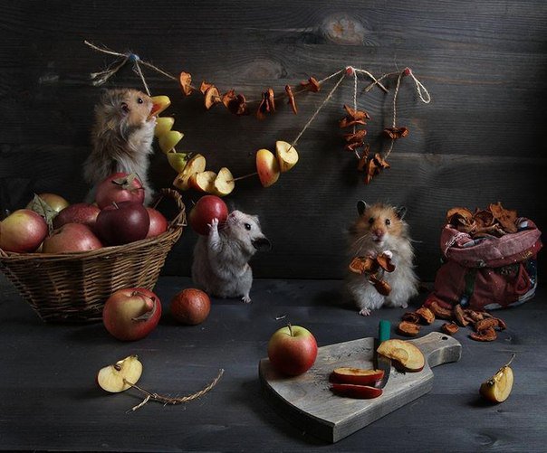 запасы на зиму - хомяки - оригинал